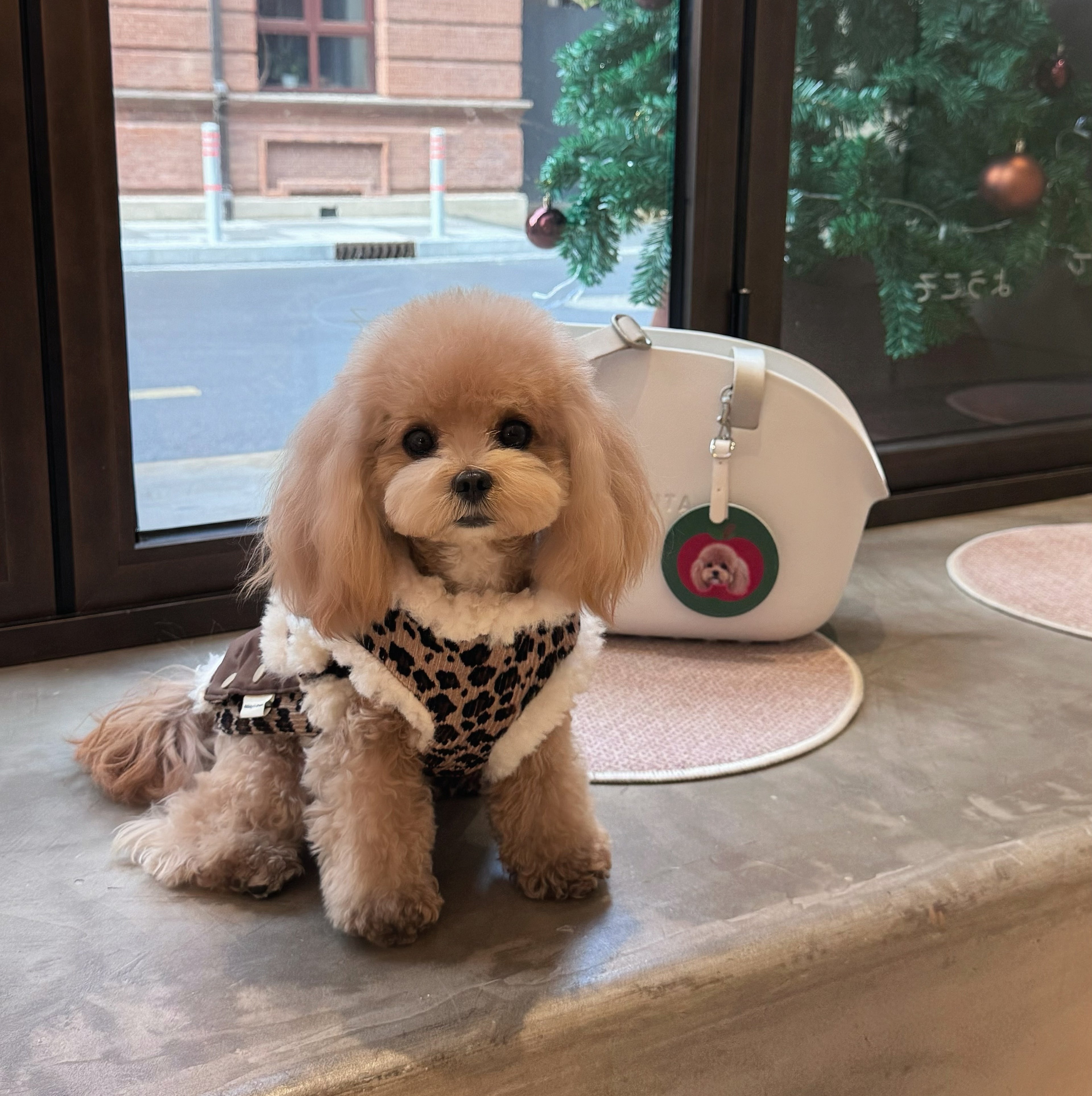 Leopard Sweetheart Wool-Blend Pet Vest with Leash Ring