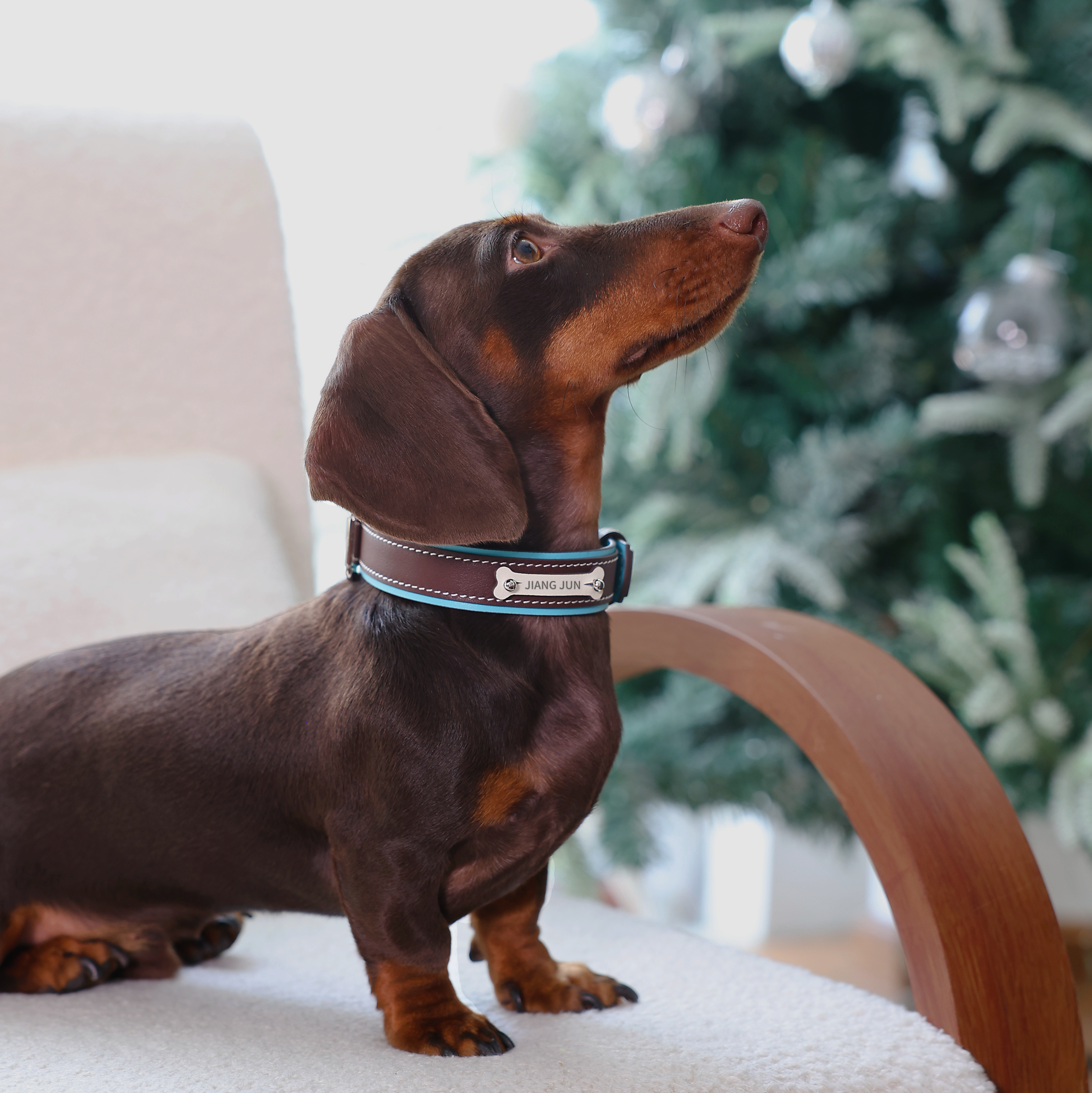 Palette Genuine Leather Custom Pet Collar