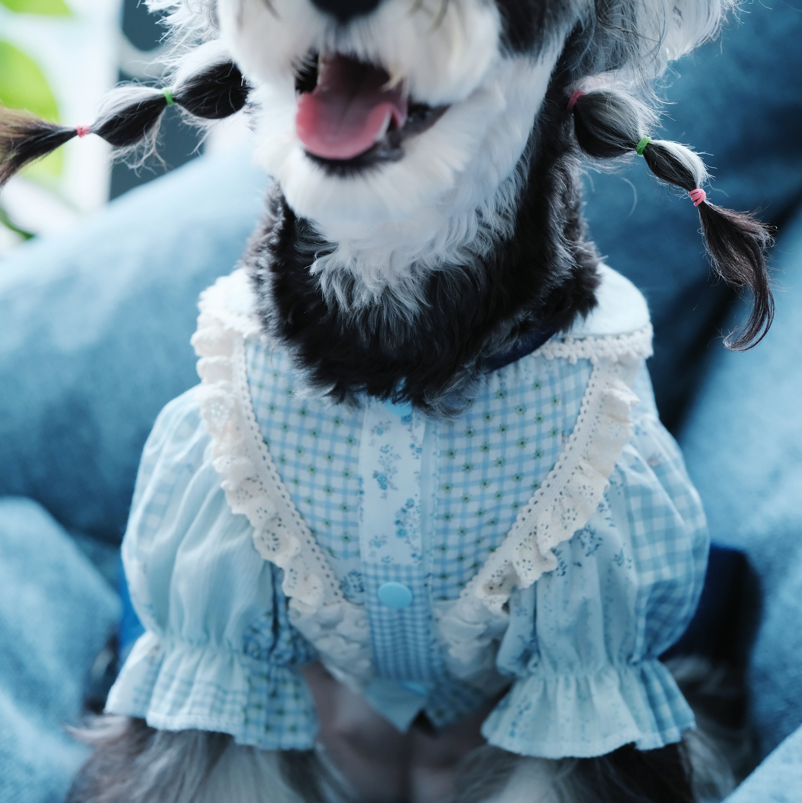 Early Spring Pet Shirt Dress for Small & Medium Dogs