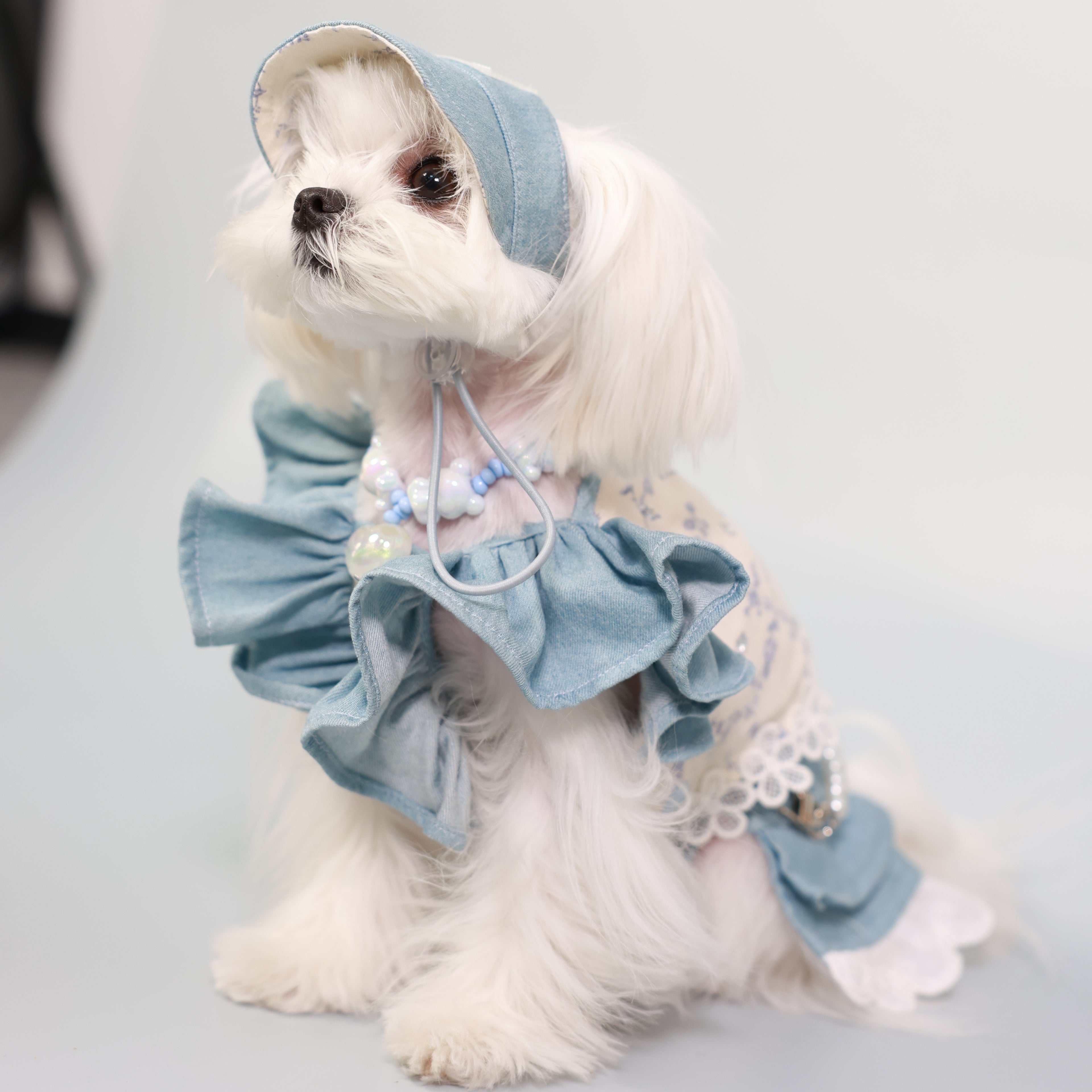 South of France Elegant Pet Holiday Dress – Sister Style