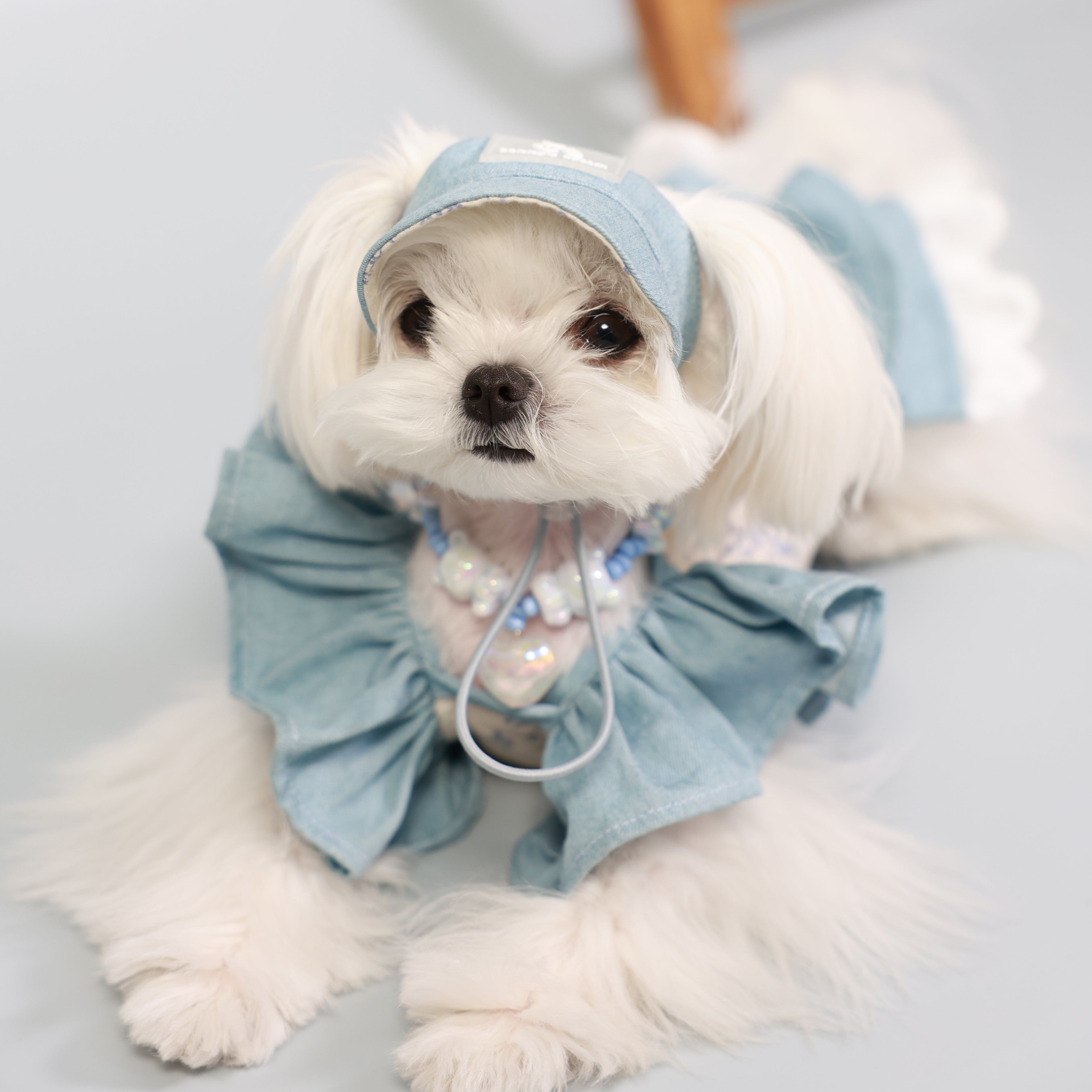 South of France Elegant Pet Holiday Dress – Sister Style