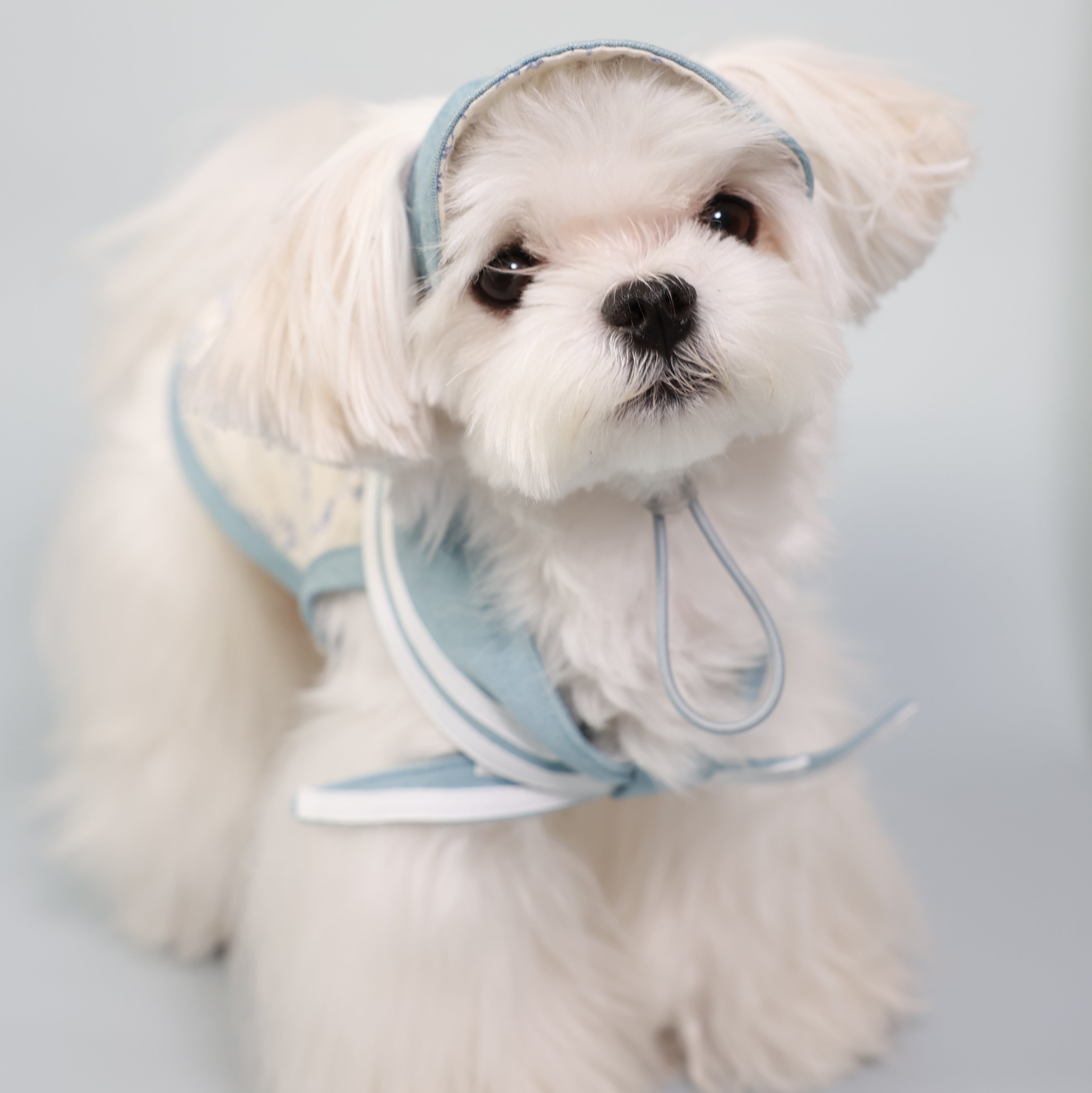 South of France Lightweight Pet Top – Brother Style