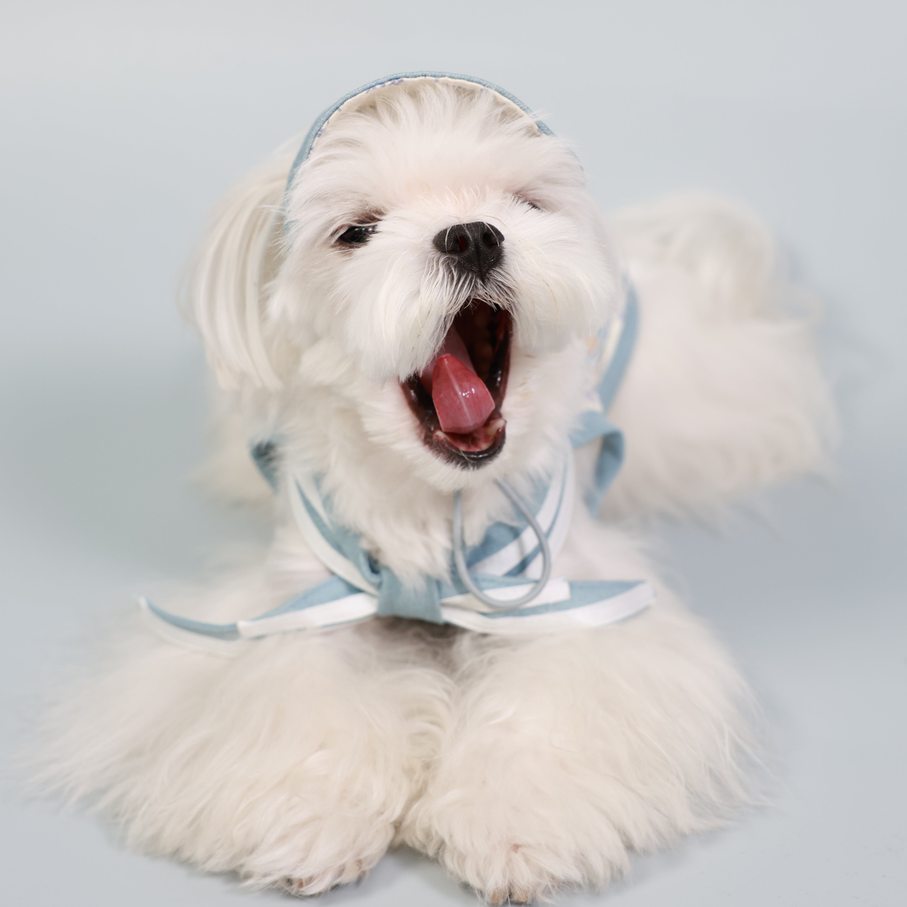 South of France Lightweight Pet Top – Brother Style