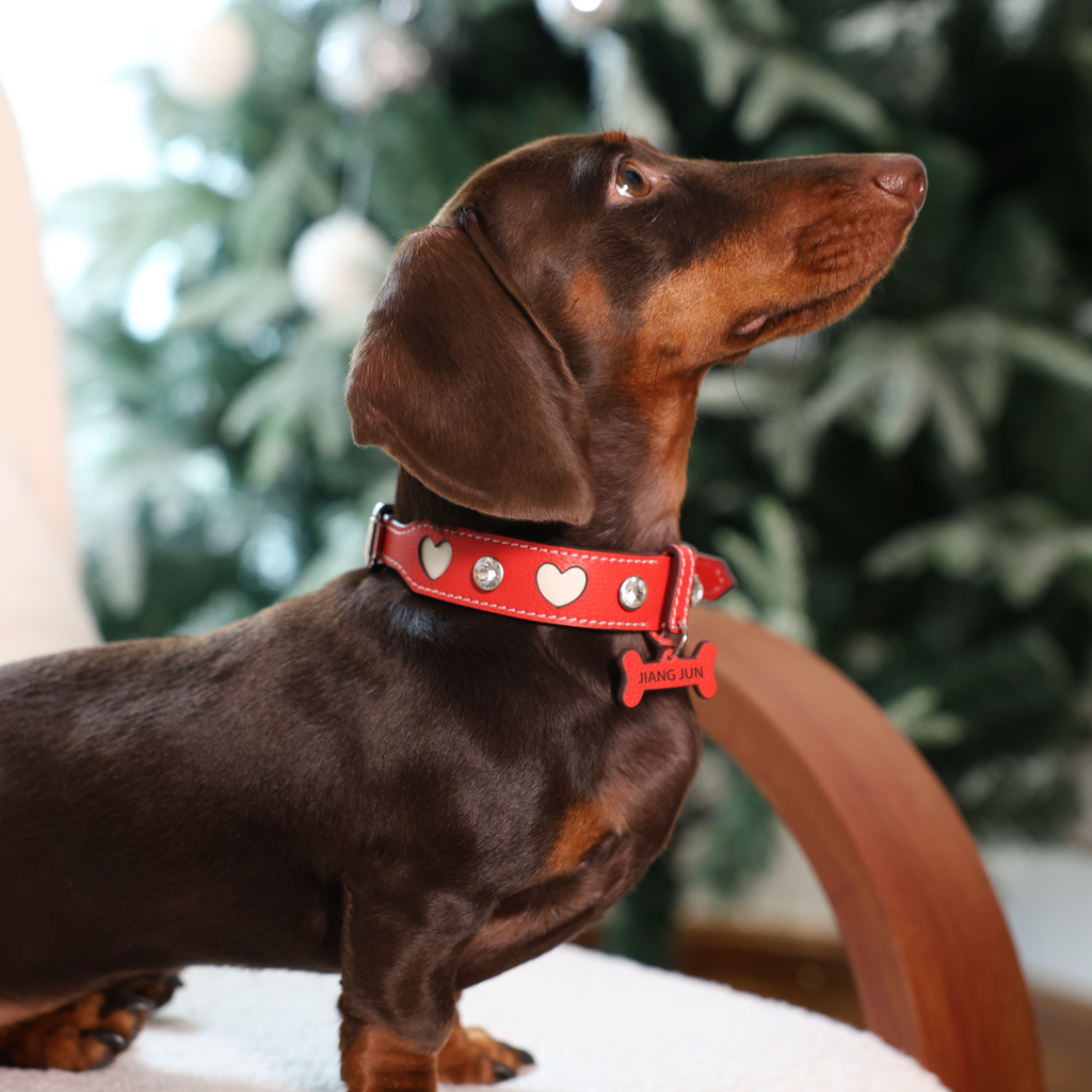 Heartbeat Gift Genuine Leather Custom Pet Collar