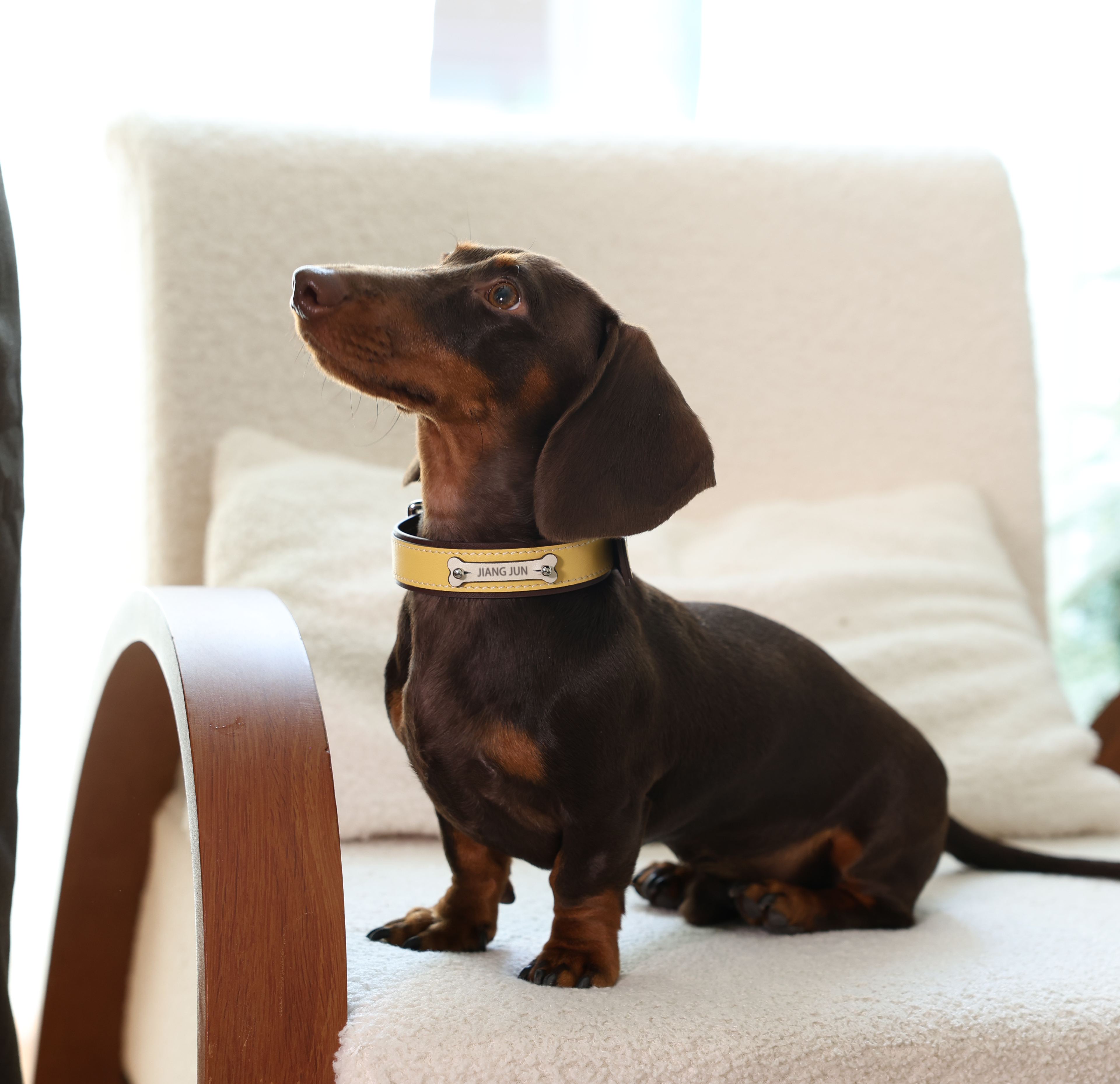 Palette Genuine Leather Custom Pet Collar