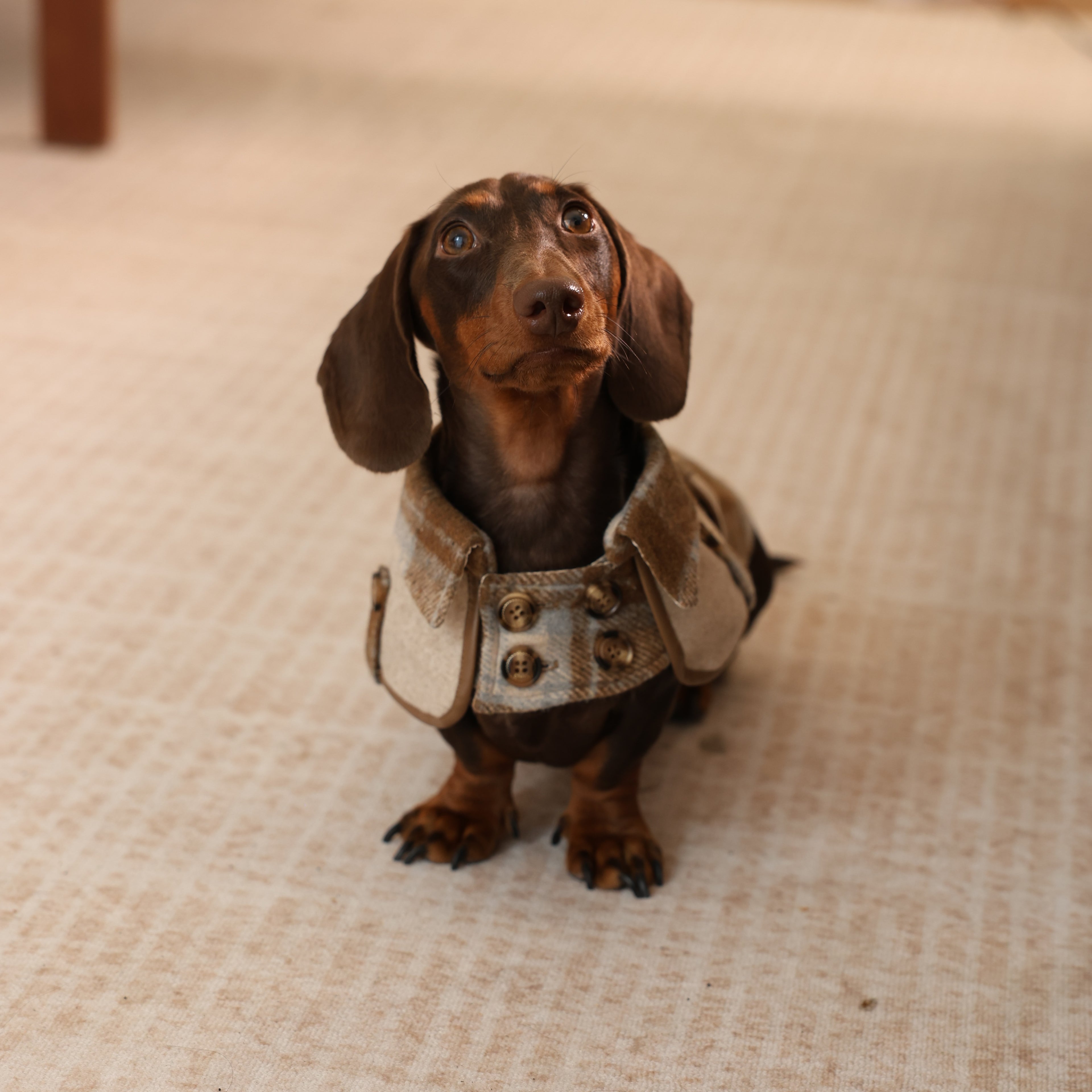 British Trench-Style Pet Coat with Leash Ring