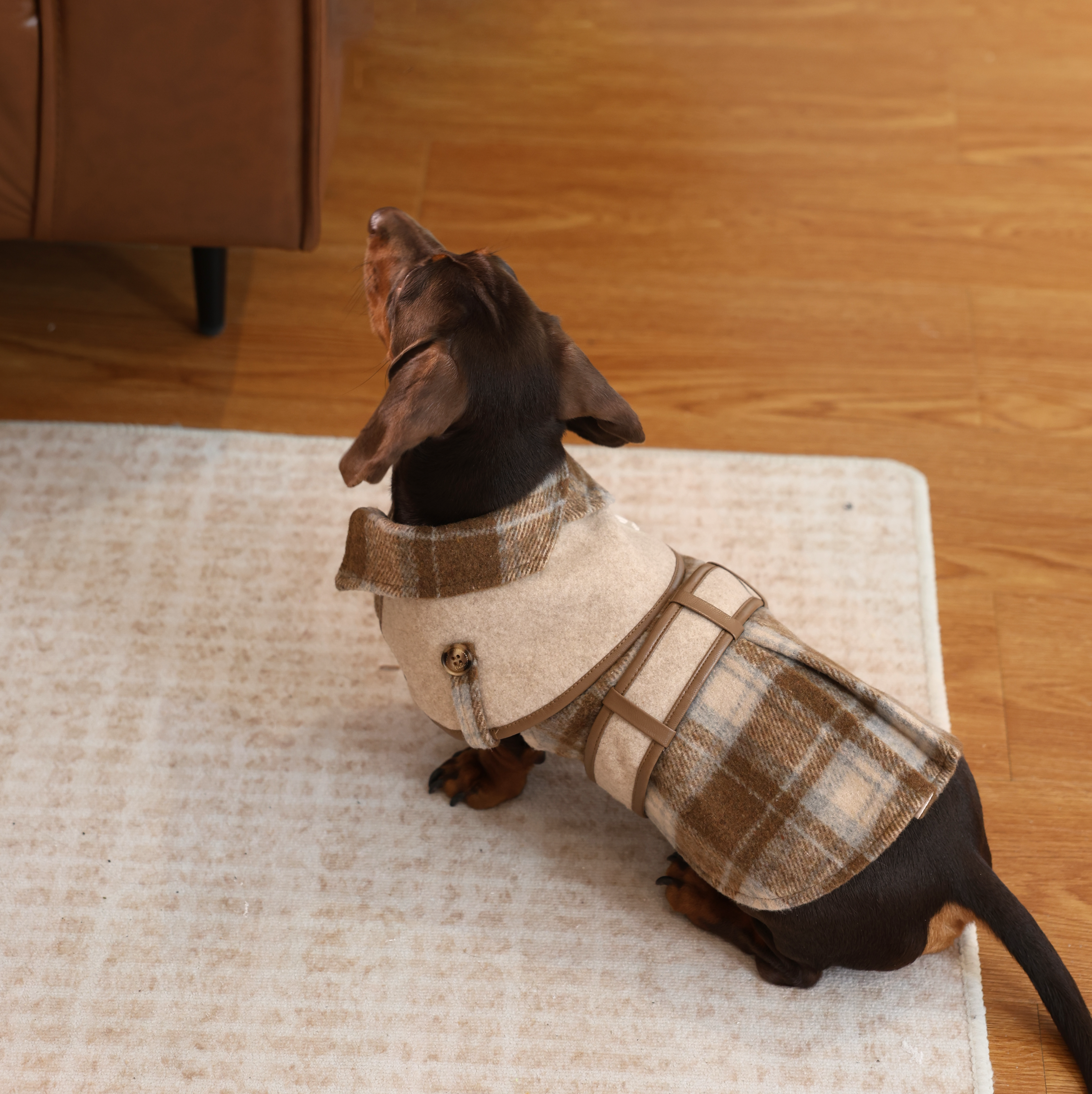 British Trench-Style Pet Coat with Leash Ring