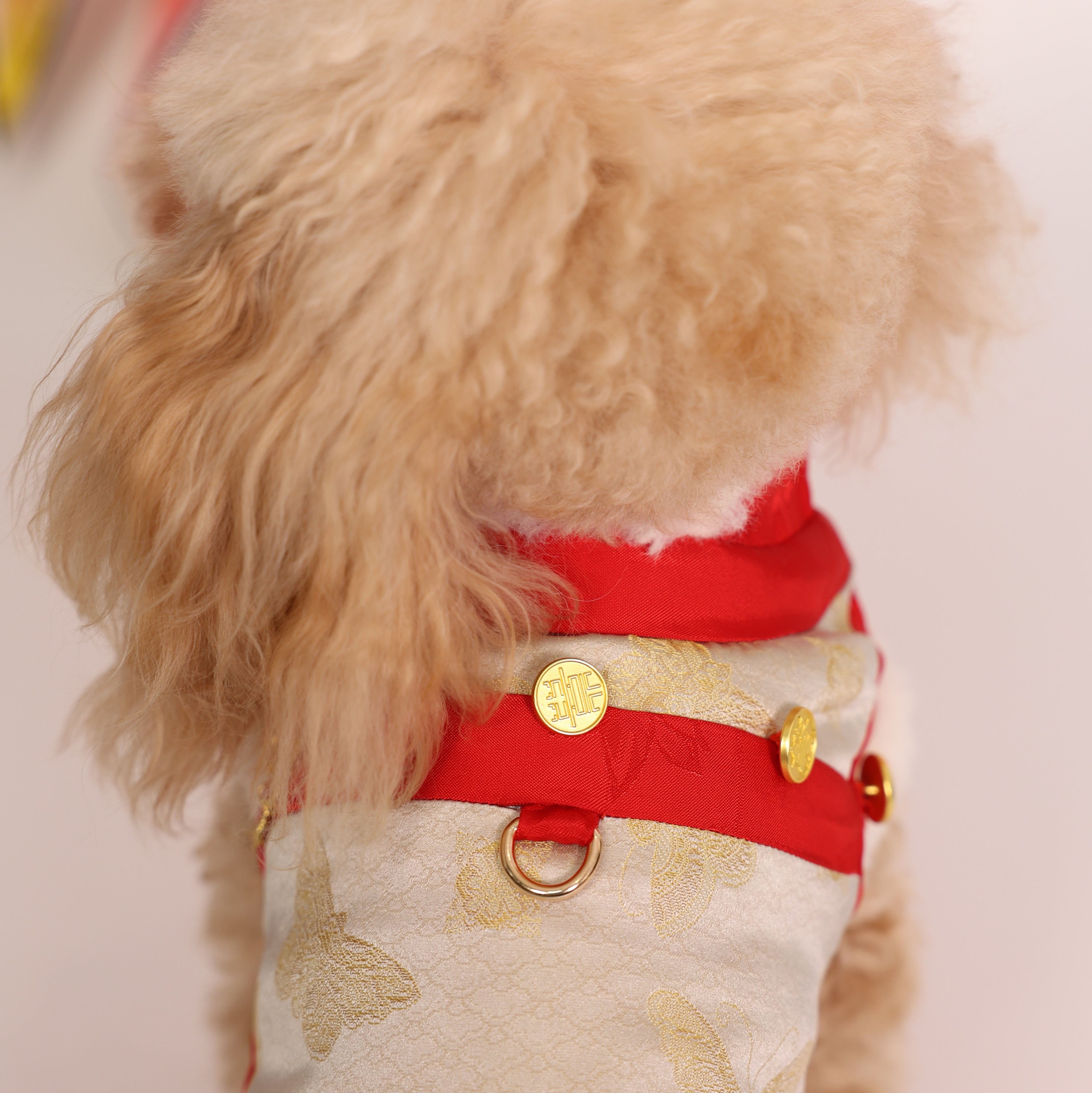 Zhuangsheng Wing New Year Tang Pet Outfit – Brother Style