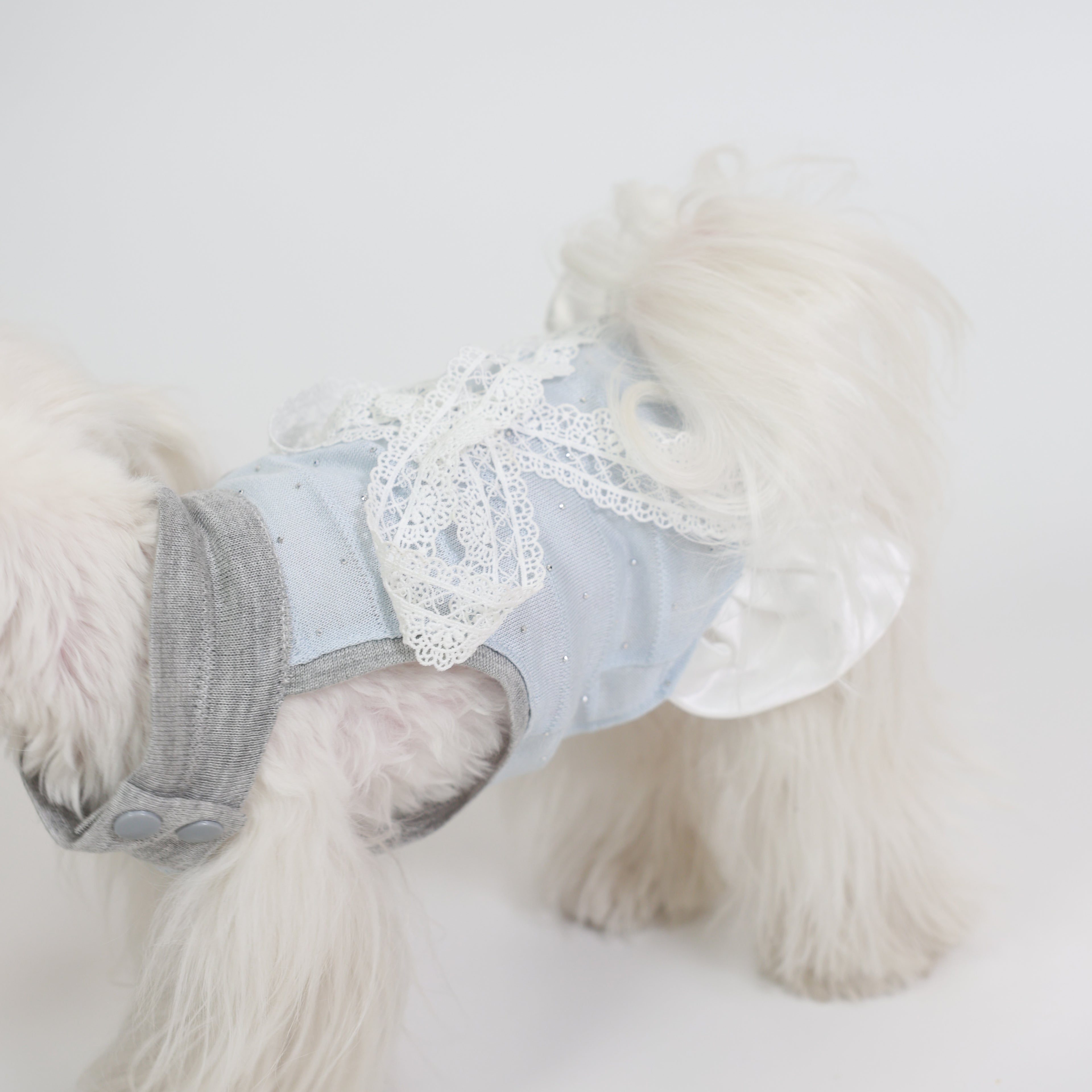 Blue Love Song Lace Pet Dress