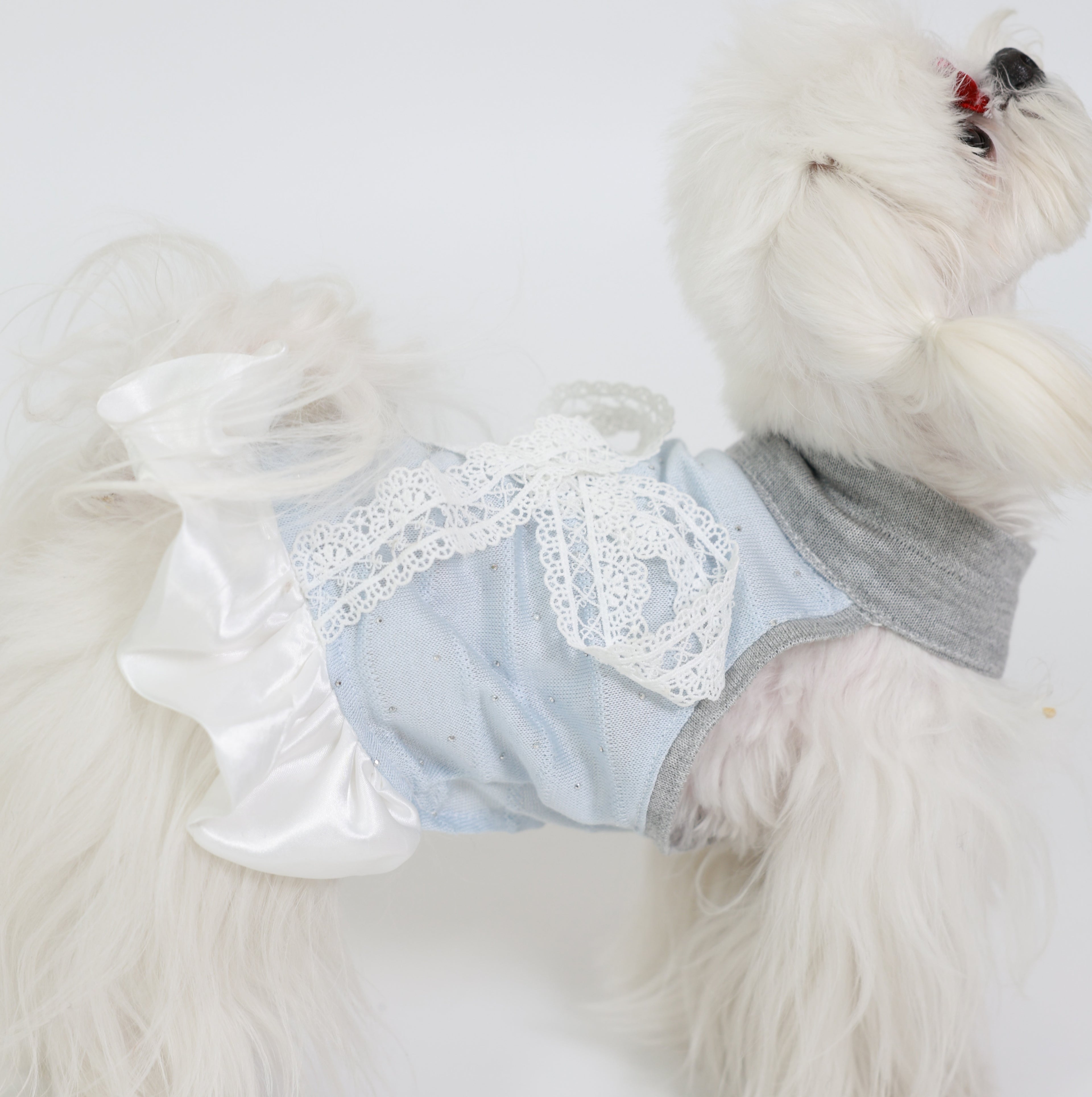 Blue Love Song Lace Pet Dress