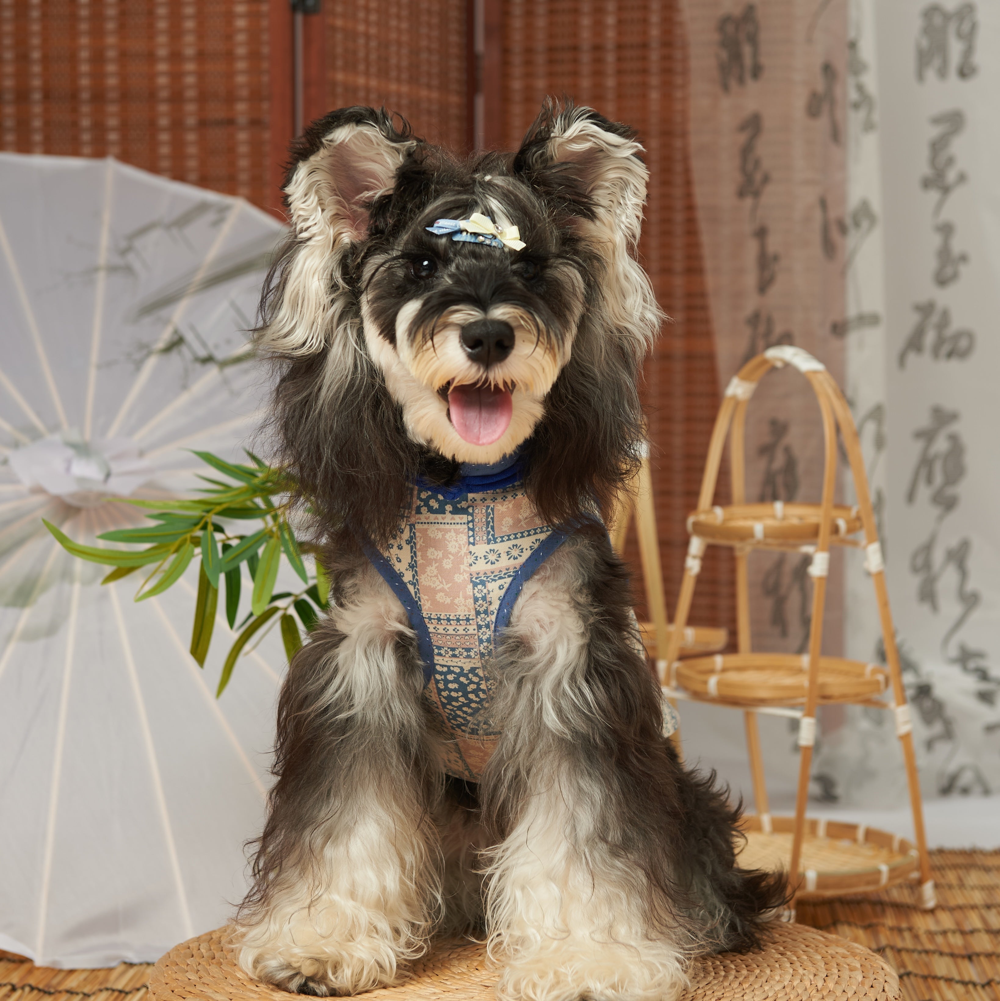 Cotton New Chinese Tang Pet Dress