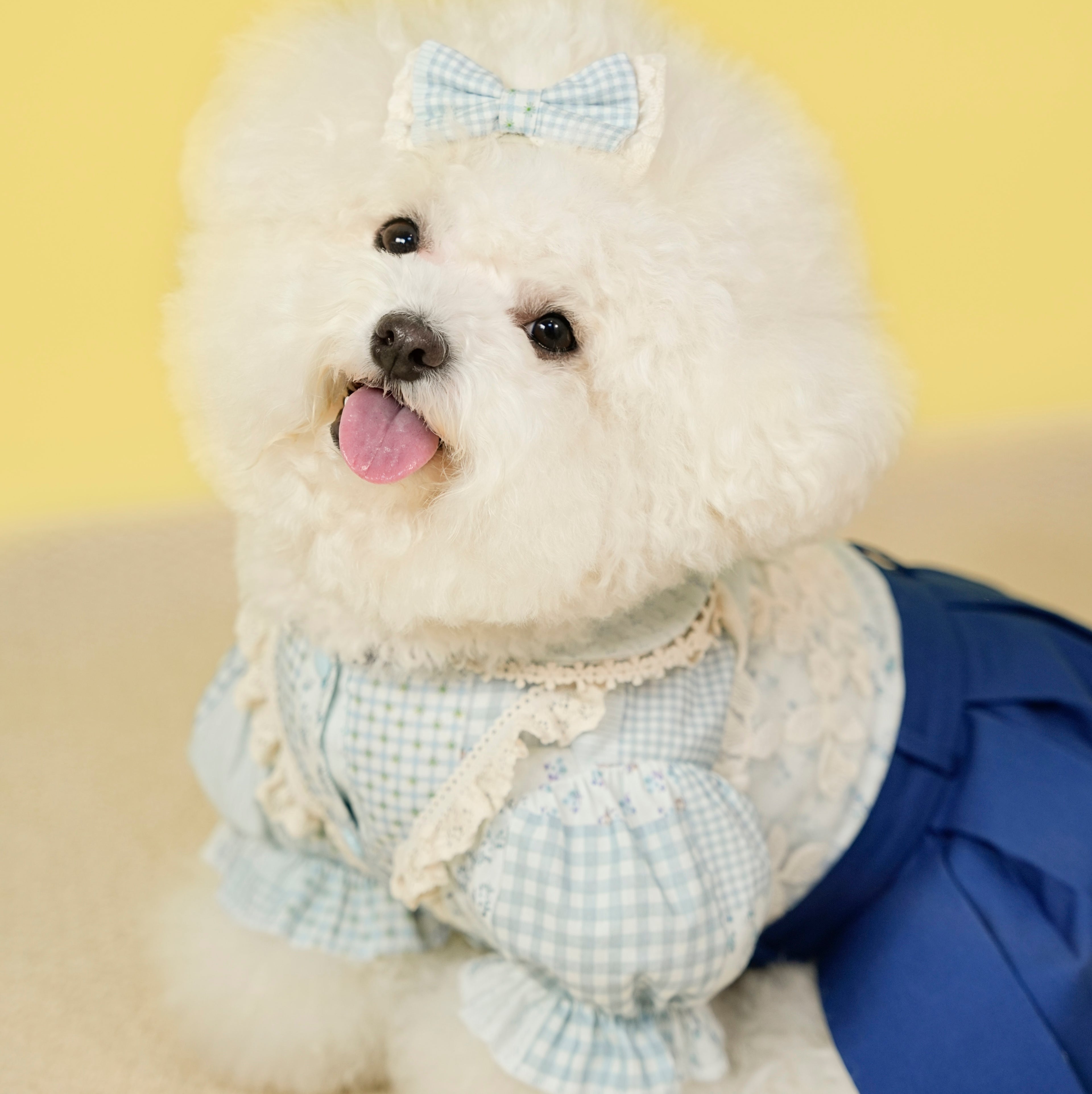 Early Spring Pet Shirt Dress for Small & Medium Dogs