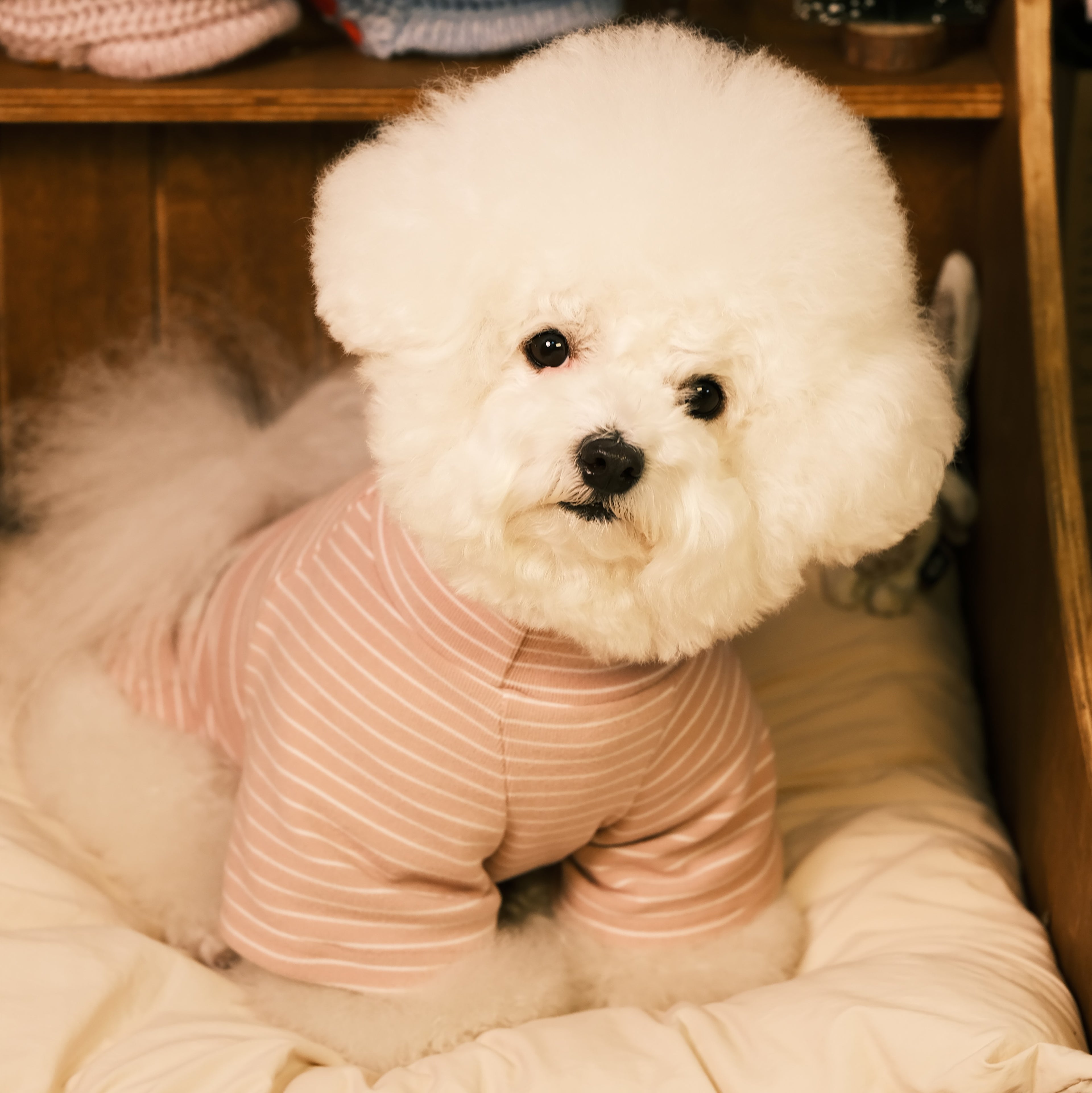 Striped Raglan Sleeve Pet Base Layer Sweatshirt