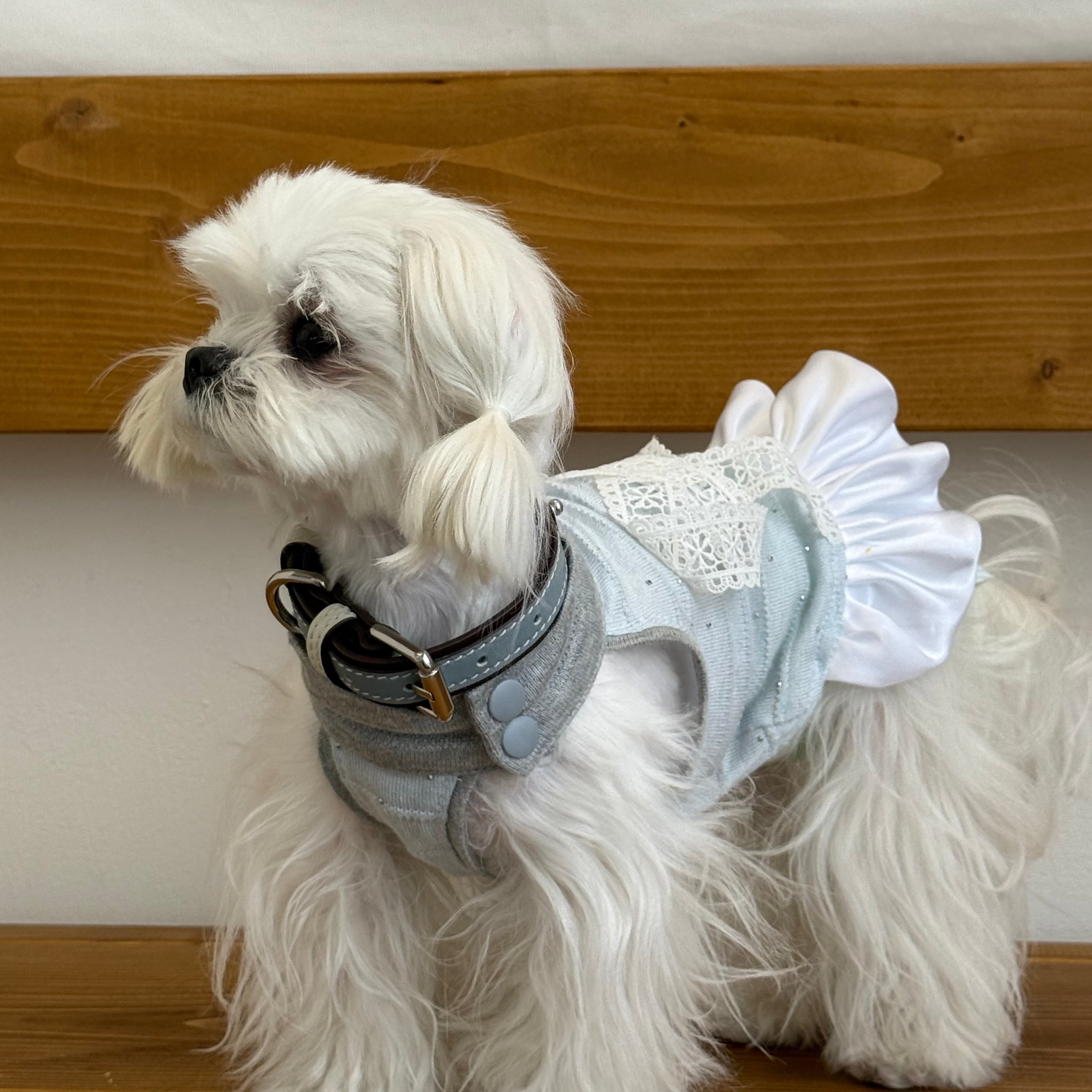Blue Love Song Lace Pet Dress
